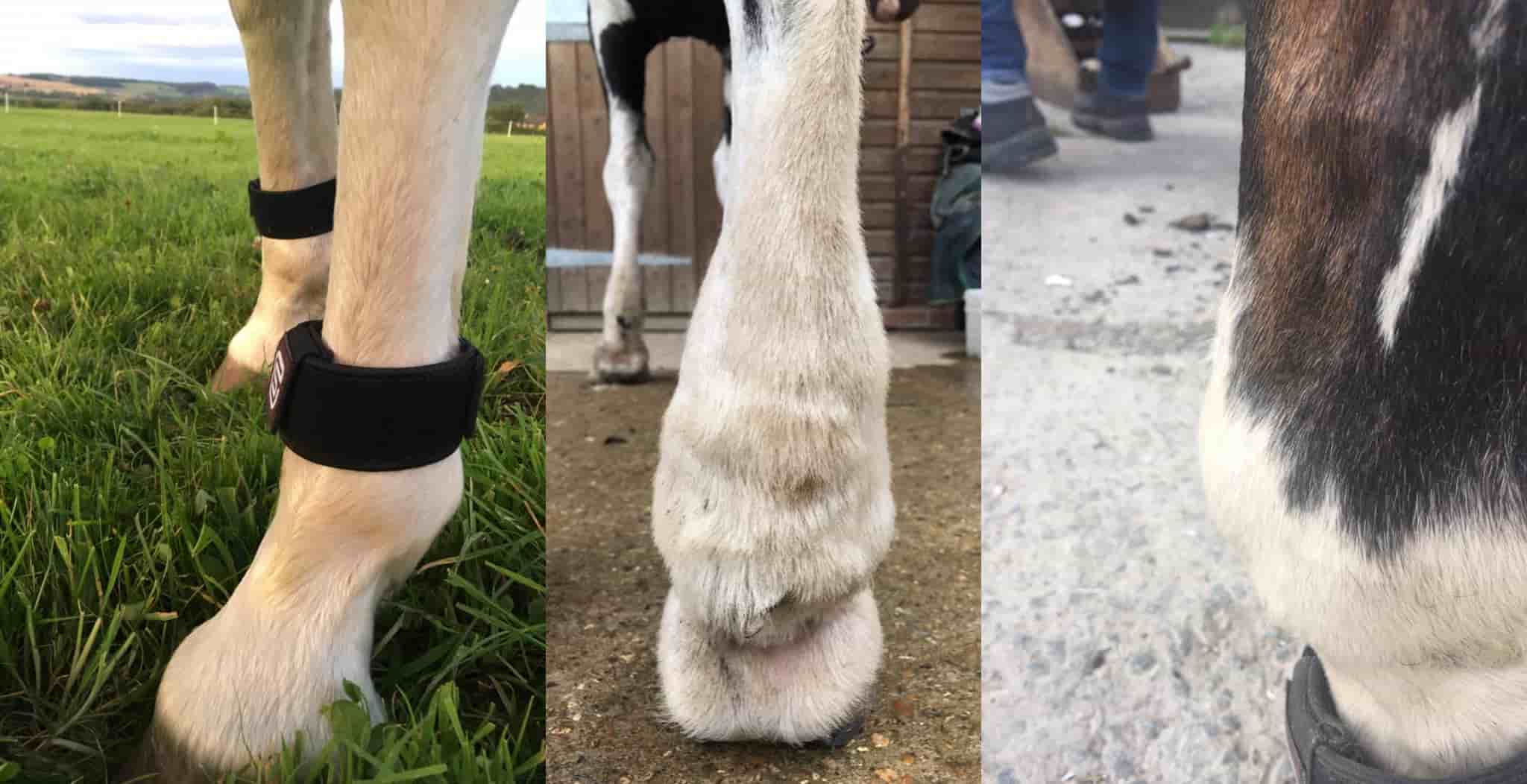 Windgalls in horses. Results of a study on 25 horses using EQU StreamZ magnetic horse boots