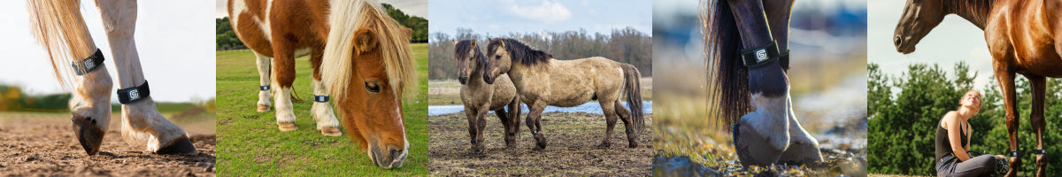 EQU Streamz advanced magnetic therapy bands for horse and ponies. Images of equ streamz pairs on horse turned out, shetlands and more.