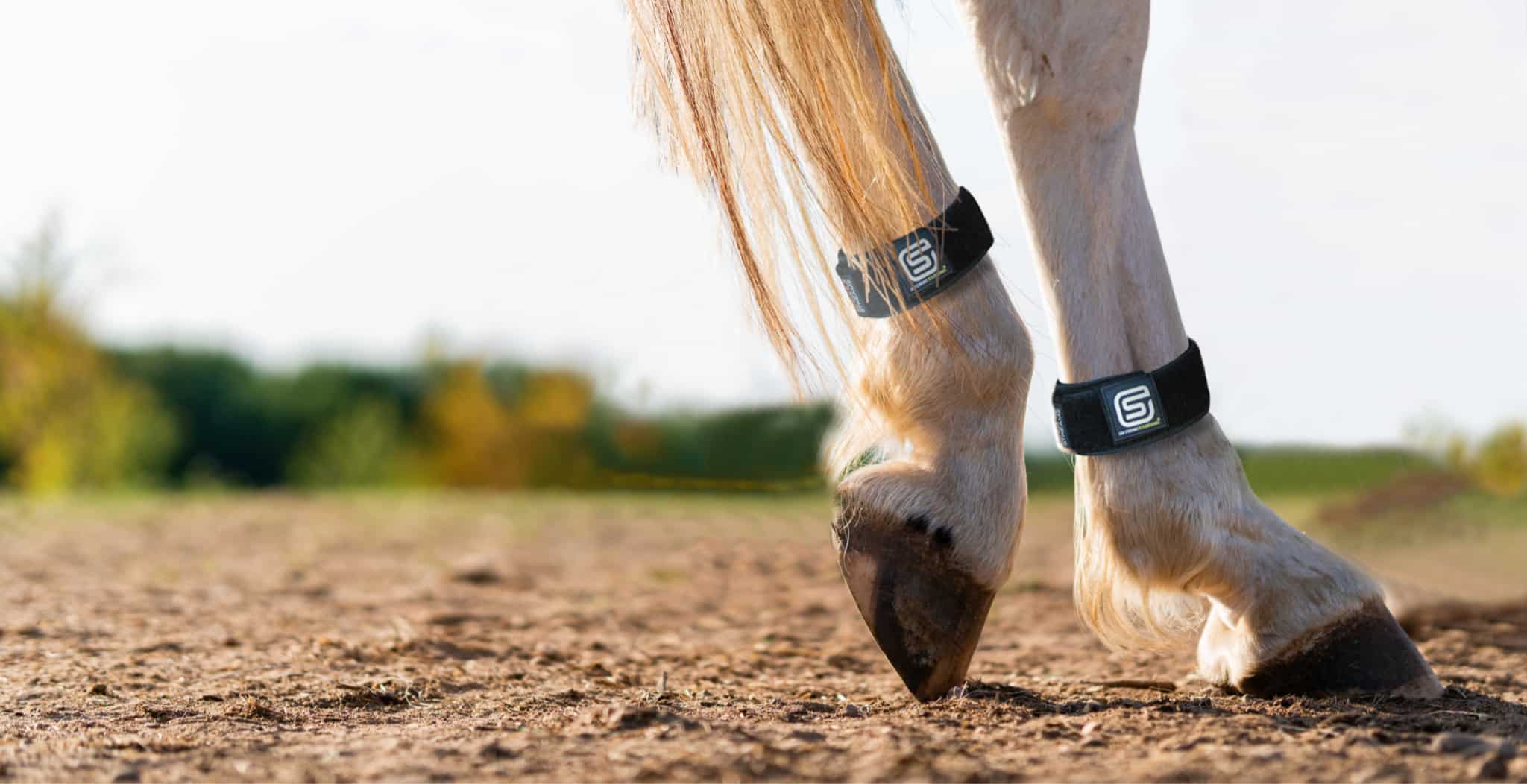 EQU Streamz magnetic horse bands for joint care and wellbeing in horses. help with laminitis, arthritis, navicular, ring bone, edema and much more. Two bands on horses legs.