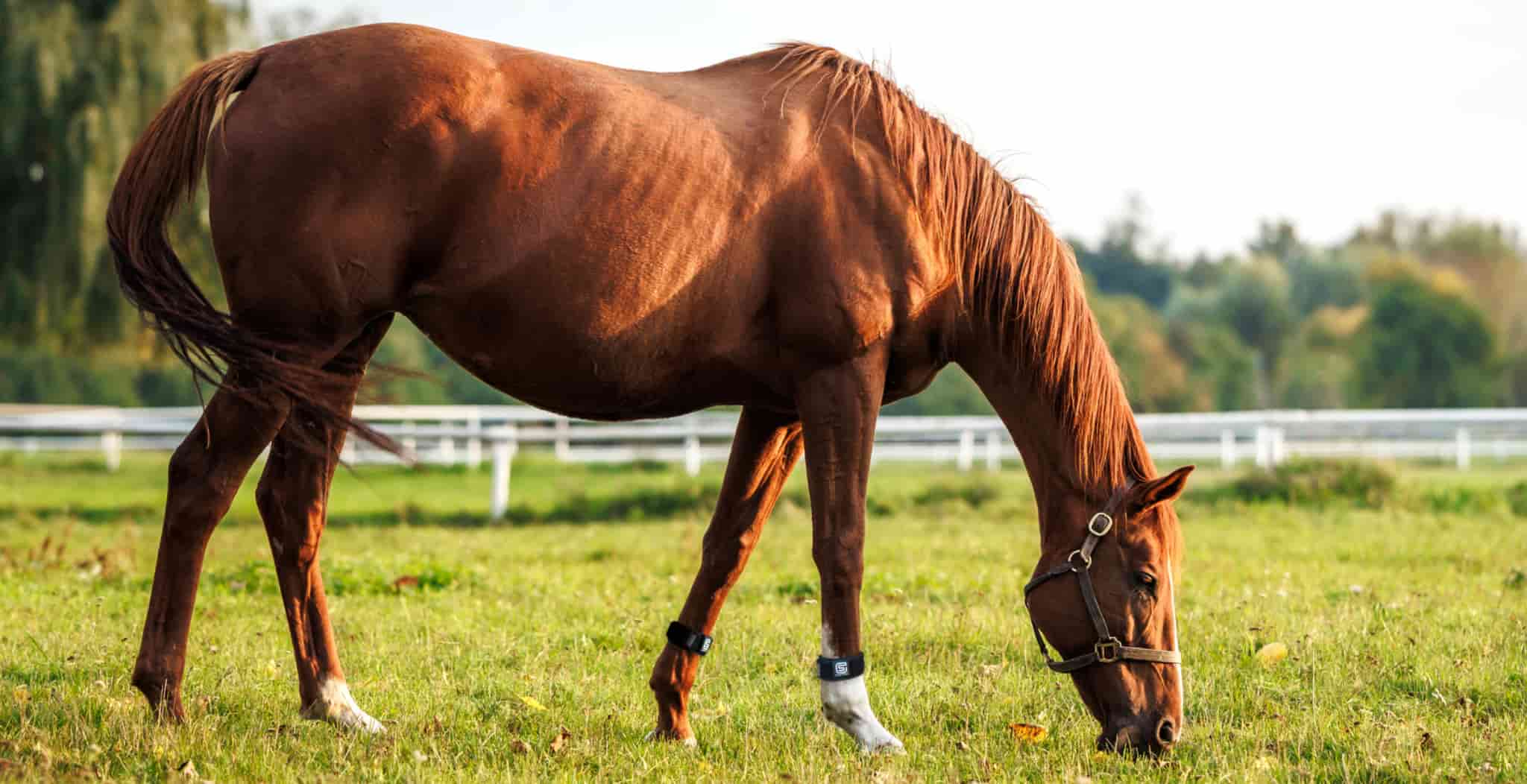 EQU Streamz magnetic horse bands for pain relief and lameness in horses, injury recovery and symptoms such as laminitis, arthritis, navicular, ring bone, splint injuries and more. 