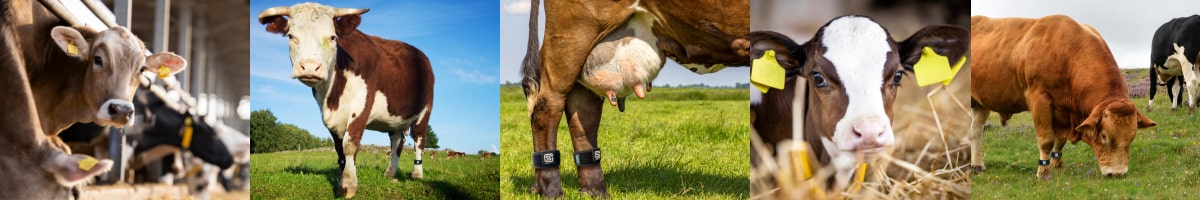 MOO Streamz magnetic bands for cows, bulls and calves. Natural pain relief and lameness in two little bands worn on the legs.