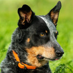 Riggin in DOG Streamz collar in orange for joint care and wellbeing