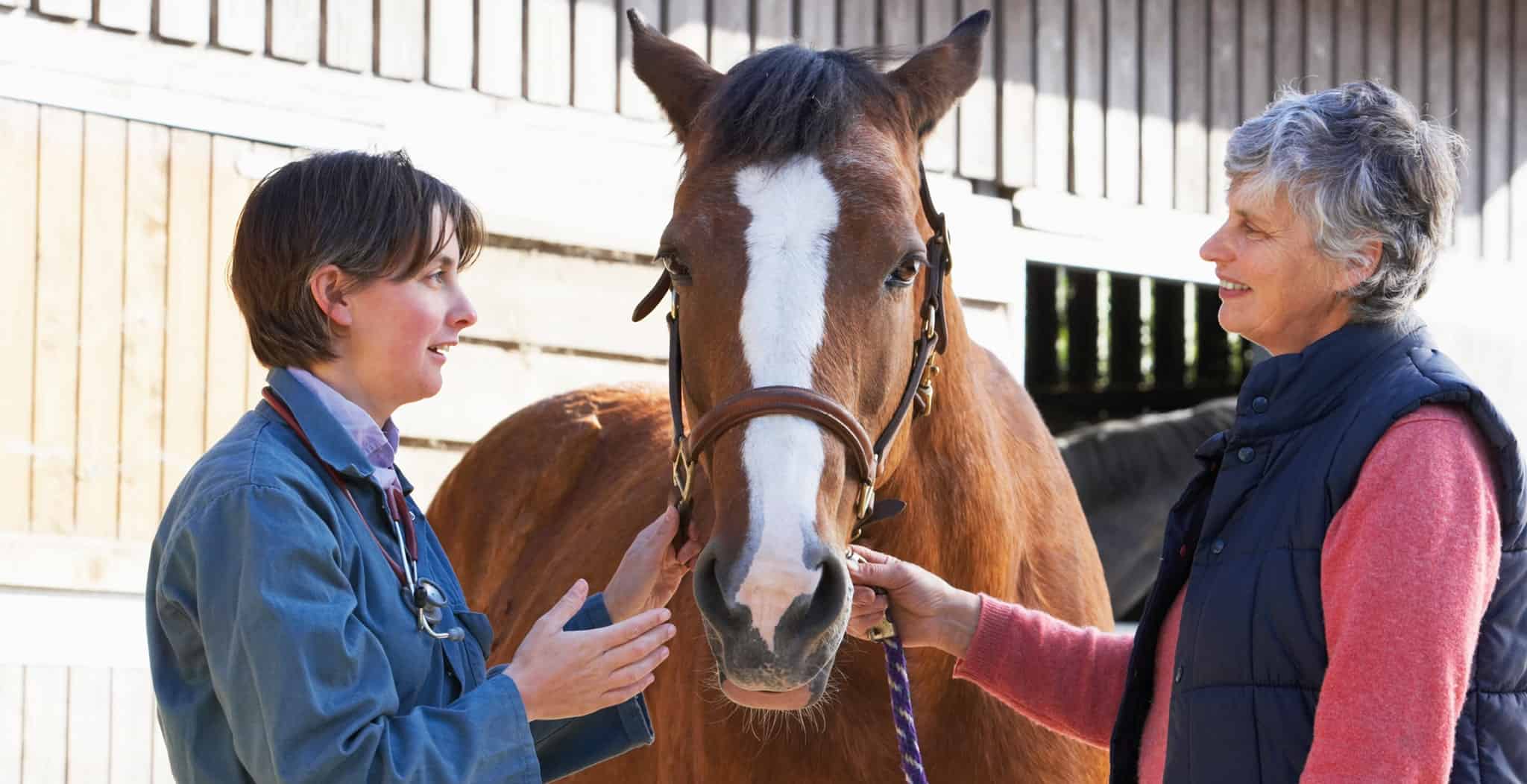 EQU Streamz magnetic therapy for horses blog article. Buying a horse is not a decision that should be taken likely.