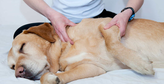 Massage therapy for dogs and horses. Now used as a common therapeutic intervention, the field of animal massage therapy (whether for horses or dogs) continues to gather credibility.