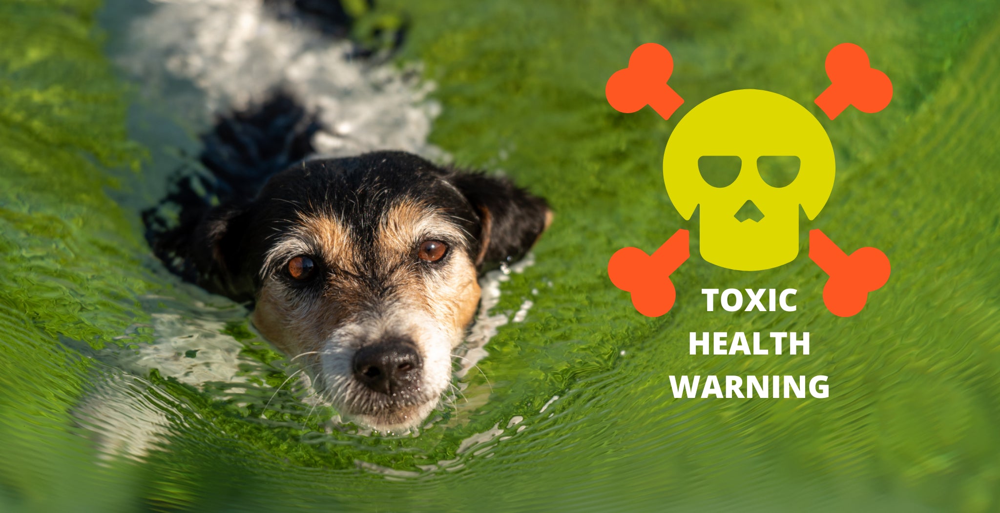Not all dogs die from algae poisoning but it is highly likely that if digested by the dog and not treated immediately then this is highly likely to result in a fatal outcome!