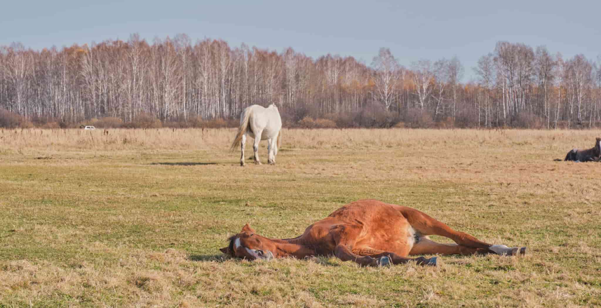 Shine The Light | Meet the horse Sister who was lame from a wound on her leg
