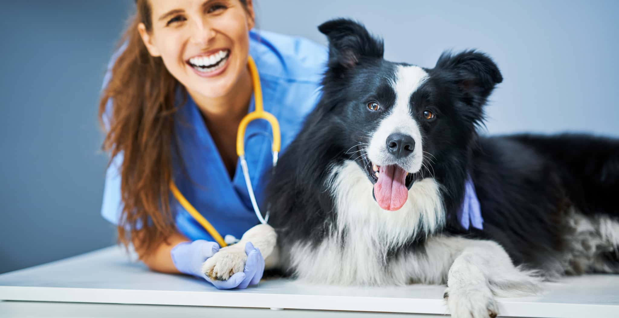 10 breeds which require high levels on maintenance to support their ongoing health