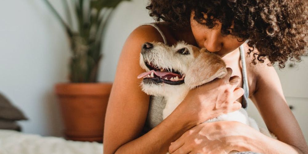 A Guide to Perfecting Your Dogs Ongoing Health