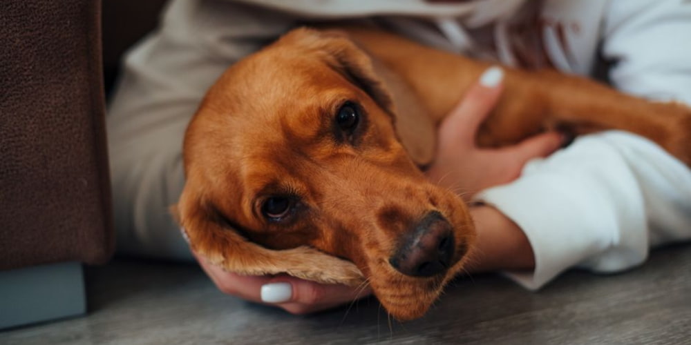 Repair Dog StreamZ Pillar Article; Image of dog being held by owner