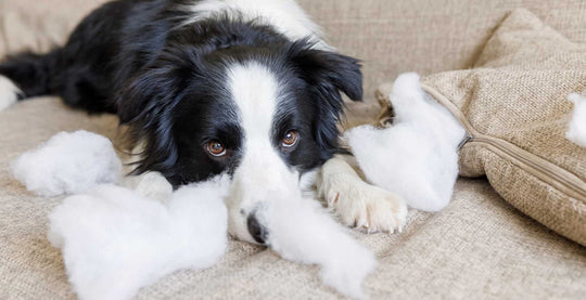 Holistic Approaches to Relieving Stress and Anxiety in Dogs: Herbs and Natural Supplements main blog image.