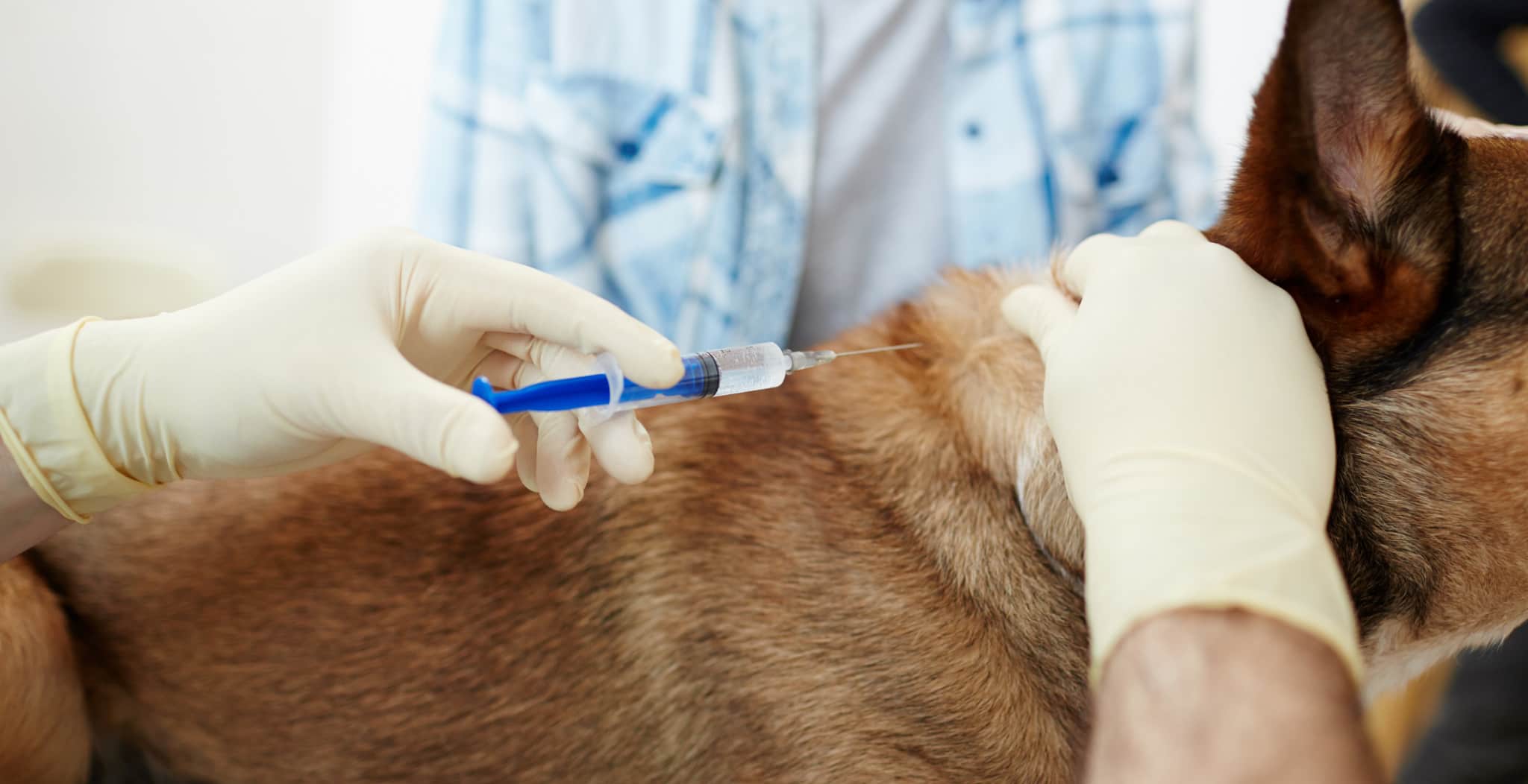 Image of dog being vaccinated. canine blog article on tips to get your dog to the vet without increasing anxiety levels.