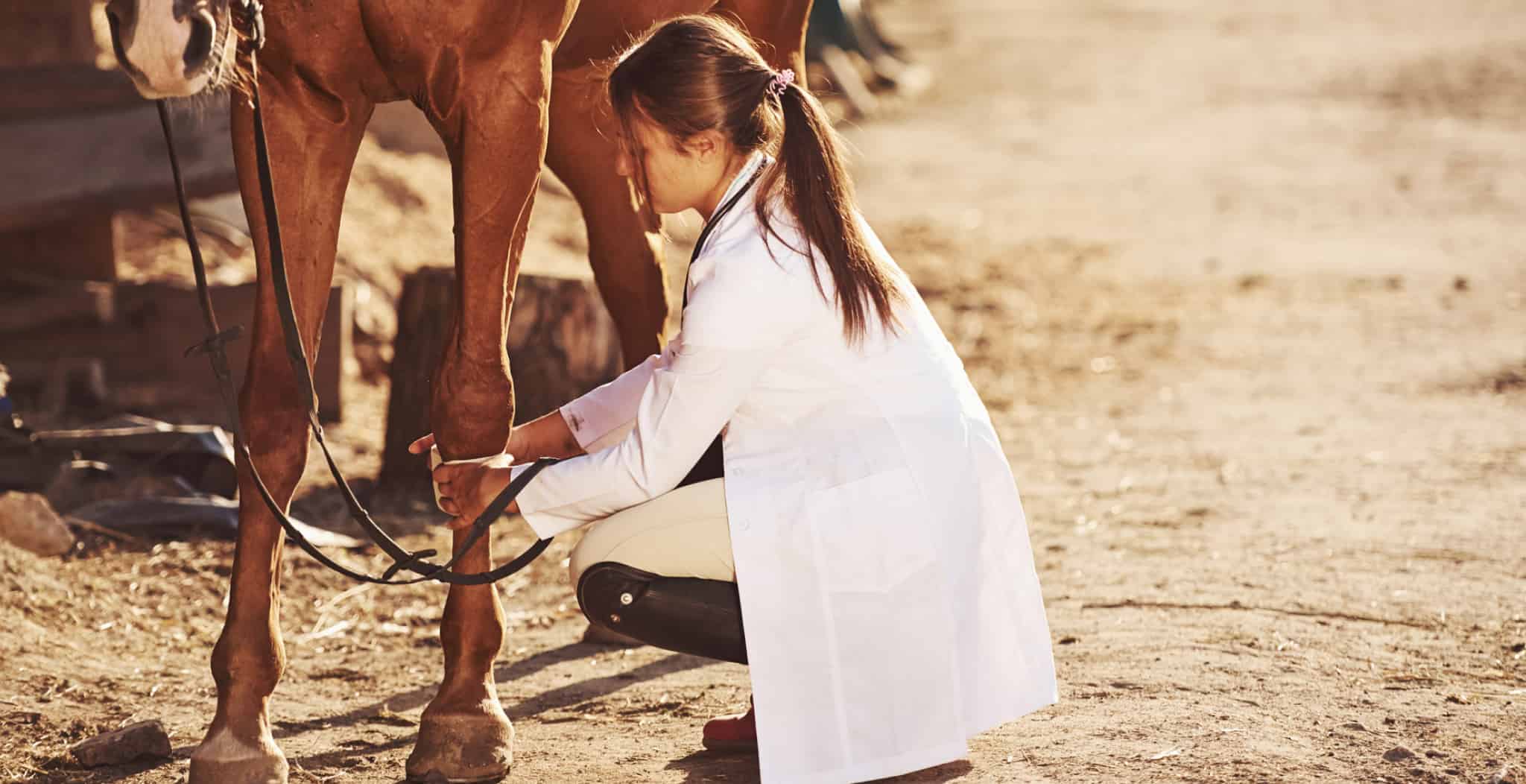 Diagnosing & Treating Splints Injuries In Horses