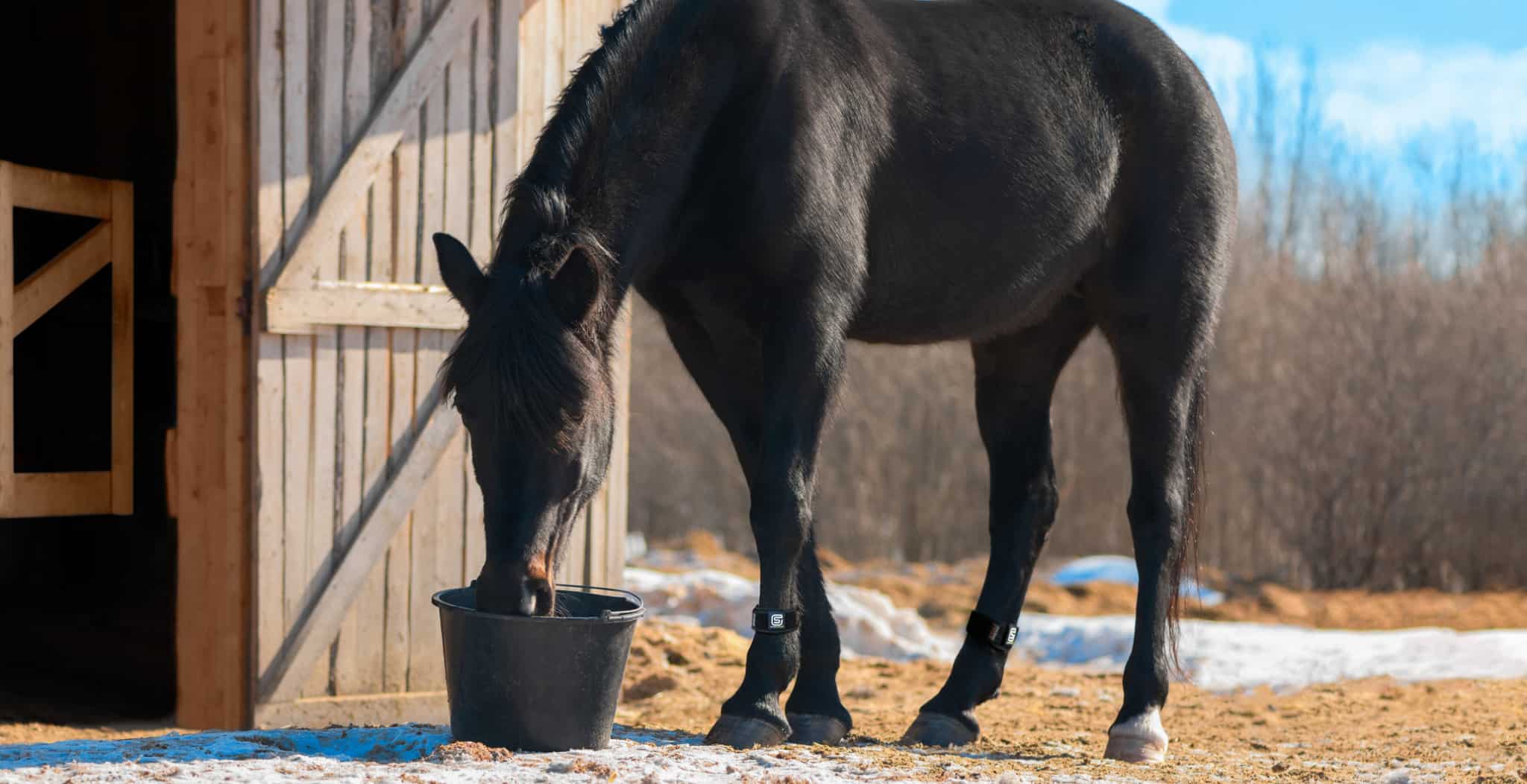 Tips To Support Your Horses Health This Winter - StreamZ Global