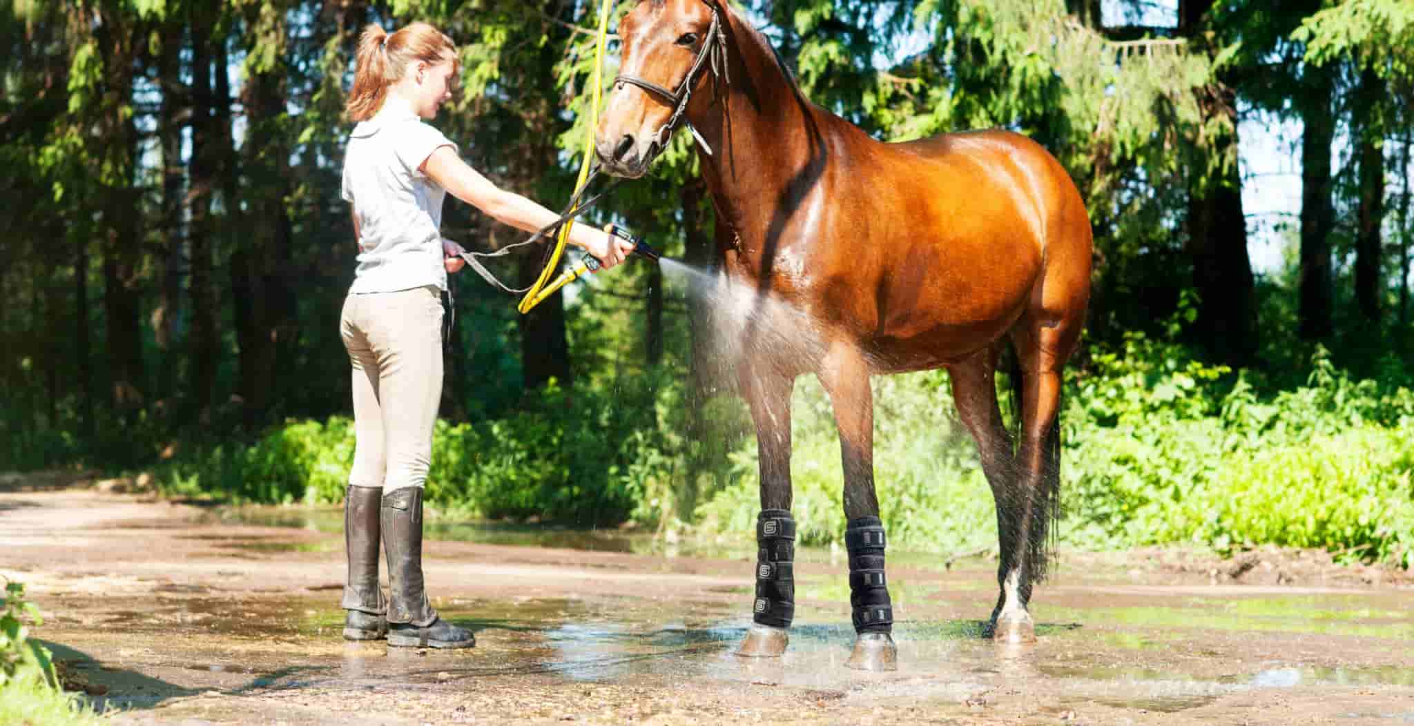 EQU Streamz coolboots for cooling horses legs after exercise for recovery and rehabilitation