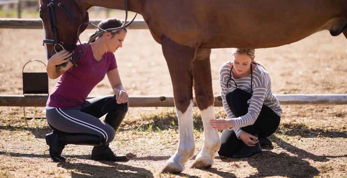 EQU StreamZ | Horse Recovery Program & Equine Injury Rehab – StreamZ Global