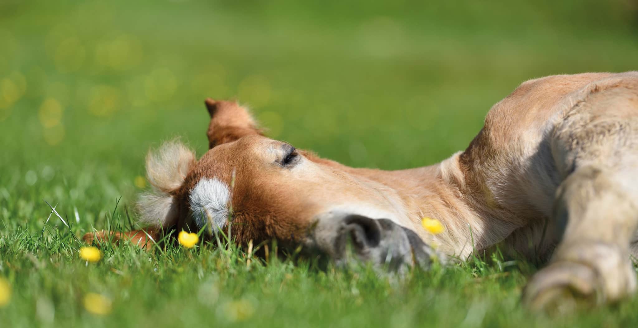 EQU Streamz A horse lying down flat on its side in a grass field.