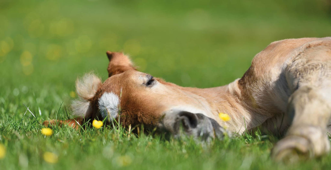 Why Do Horses Lay Down? – StreamZ (UK)