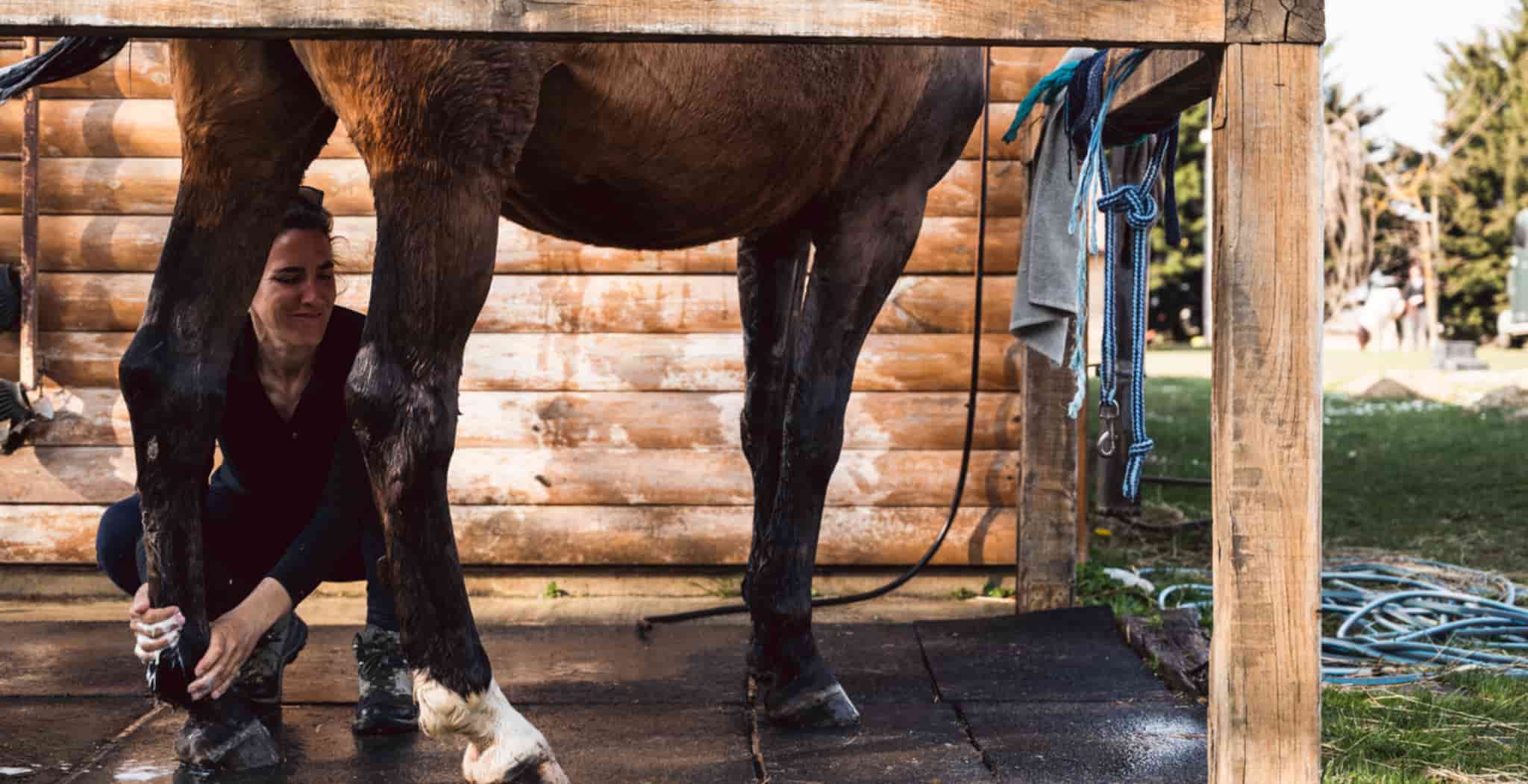Horse wearing EQU StreamZ magnetic bands for tendonitis recovery