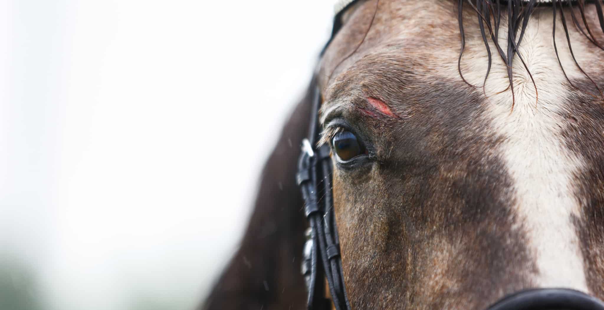 Cuts and wounds in horses causes symptoms and treatments. Image of horse with cut.