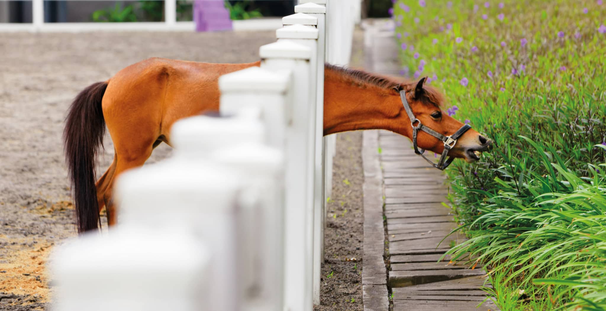 EQU Streamz advanced magnetic horse bands showing how they support a horses mobility and stiffness including arthritis.
