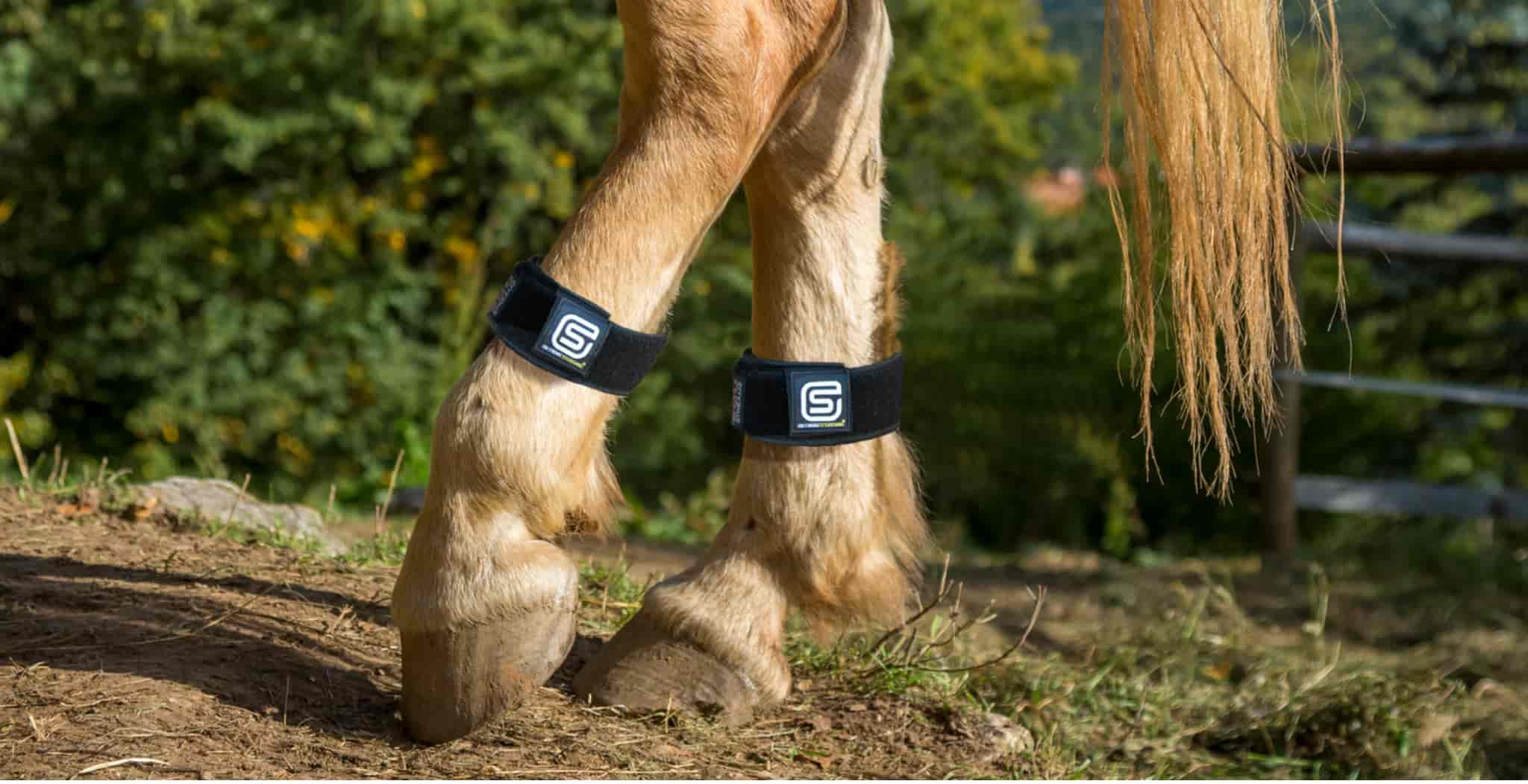 EQU StreamZ Horse Bands | Tips & Tricks To Help With Your New Magnetic Horse Bands - StreamZ Global