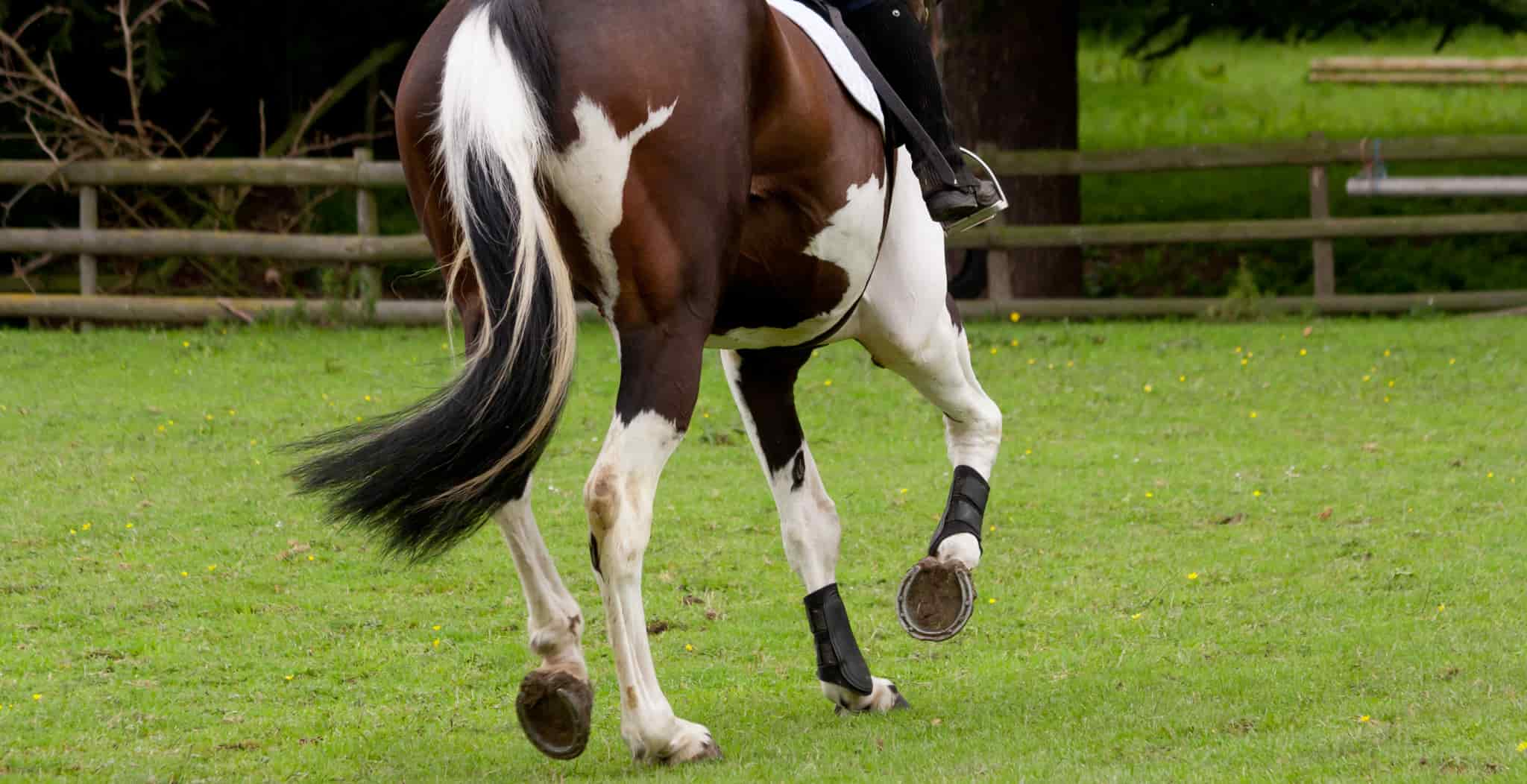 Stifle injuries in horses main blog image. Causes, symptoms and treatments. Horse running showing stifle area.