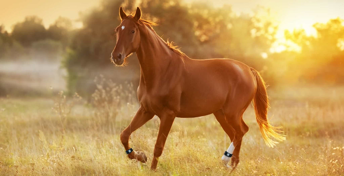 Common Summer Horse Injuries | Fitness, lameness and treatments EQU Streamz main blog image of horse in sunshine.