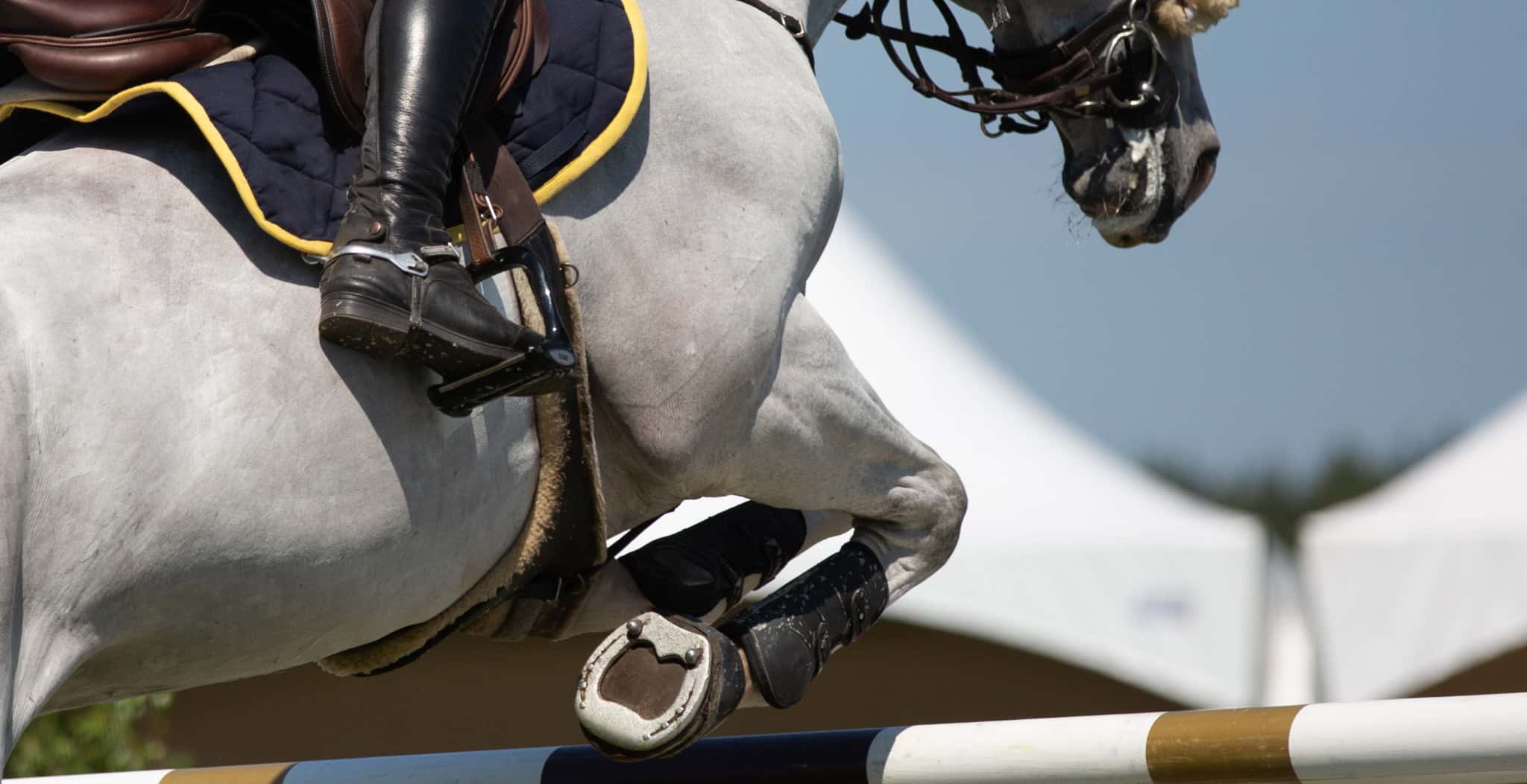 Early Warning Signs of Injury in Sport Horses, main blog image
