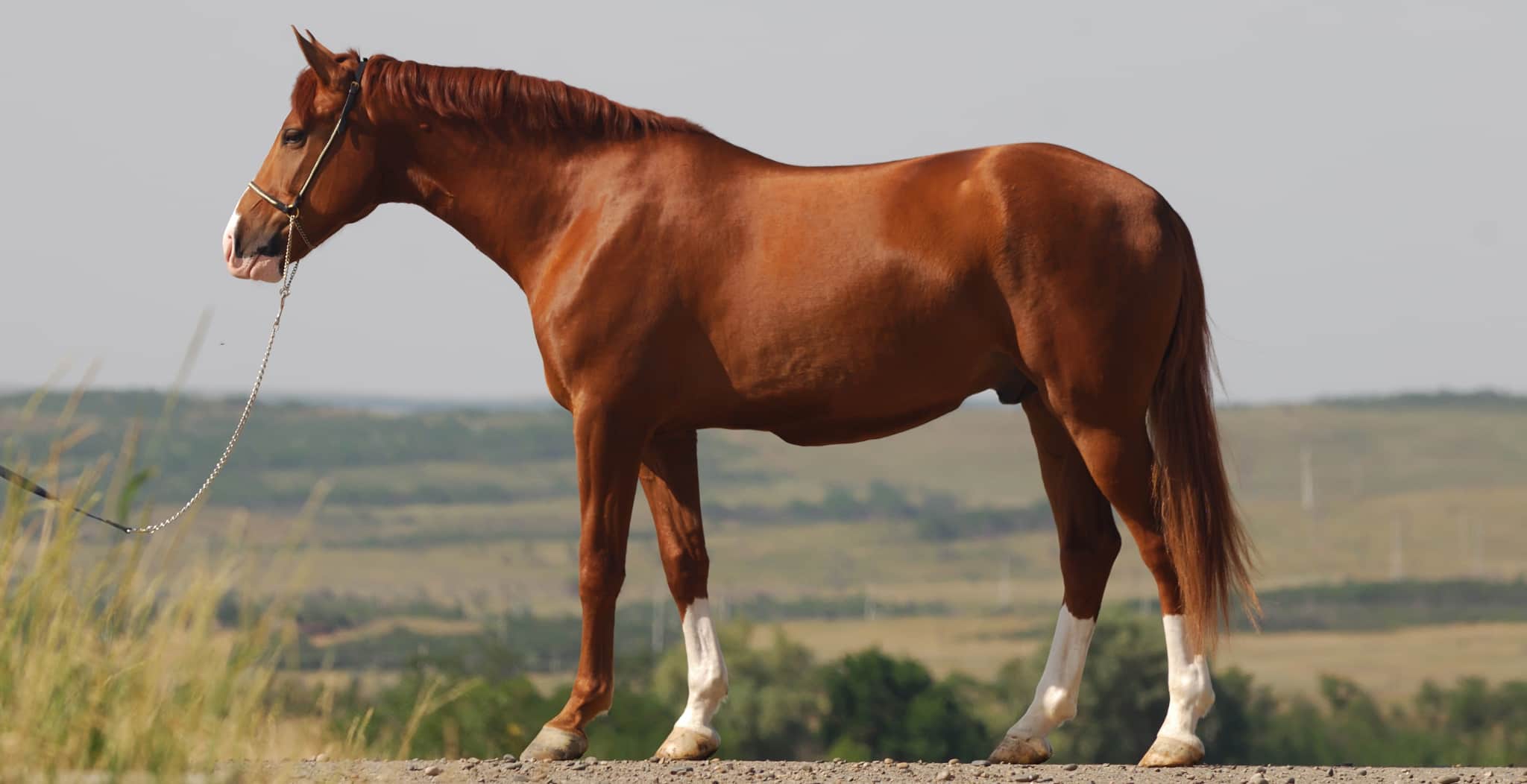 Edema in horses. Inflammation and Swelling in Horses image of horse with Equine Ventral Edema in belly.