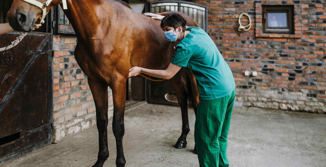 EQU Streamz advanced magnetic horse bands Information Directory on Laminitis in horses with Symptoms, Causes & Treatments.