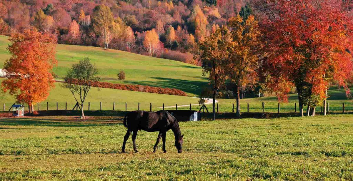 Look After Your Horse This Autumn with this Health Checklist - StreamZ Global