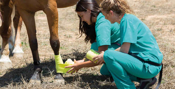 DDFt injuries in horses require immediate intervention and will show lameness inflammation and pain. image of vet wrapping horse in bandaging.