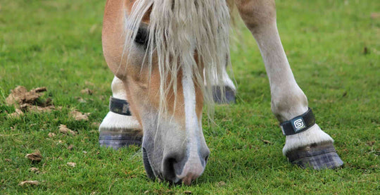 A healthy horse has happy hooves. Article main image on equ streamz blog.