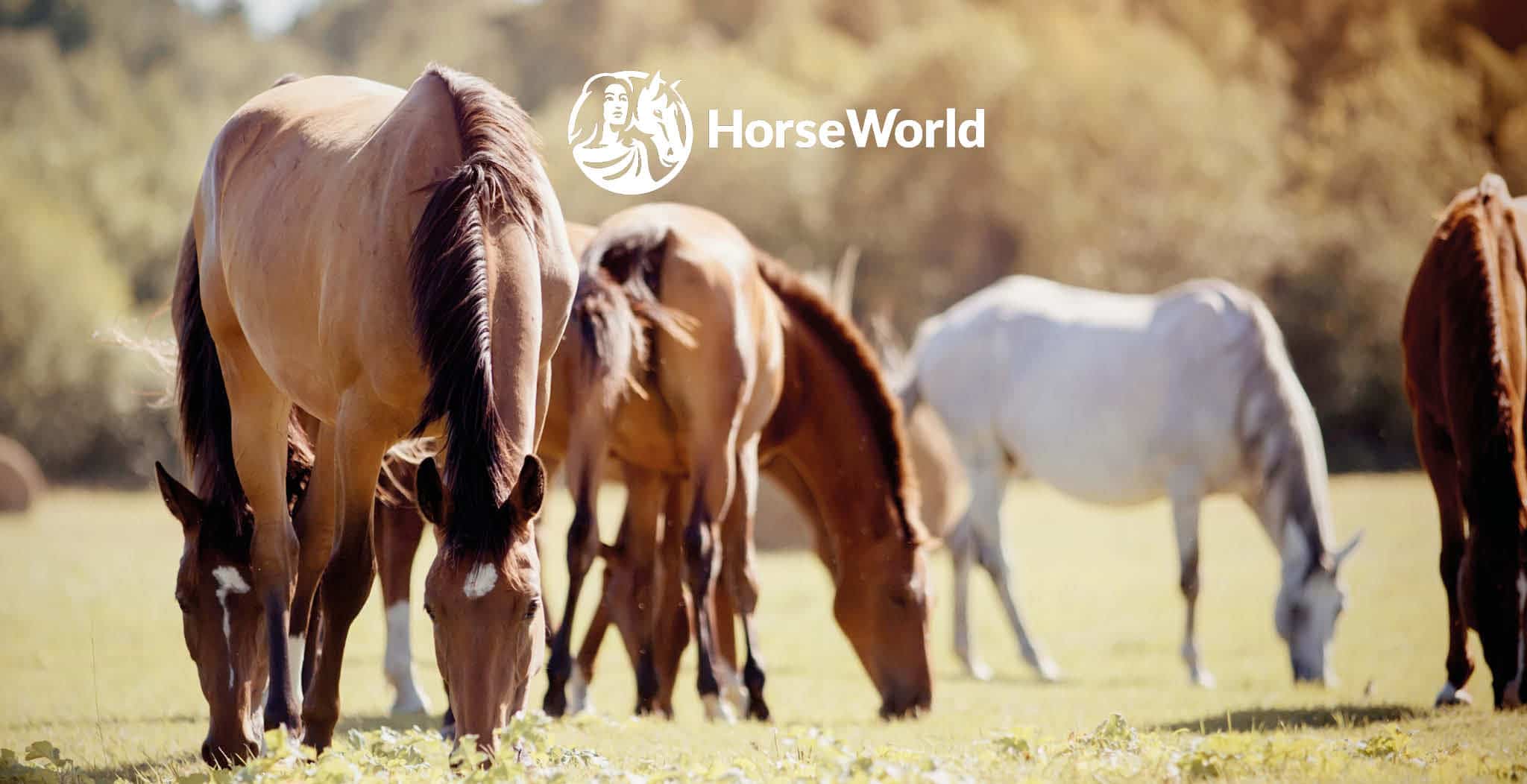 EQU Streamz magnetic therapy for horses blog article. Charity Horseworld Trust using EQU Streamz magnetism pain relief horses