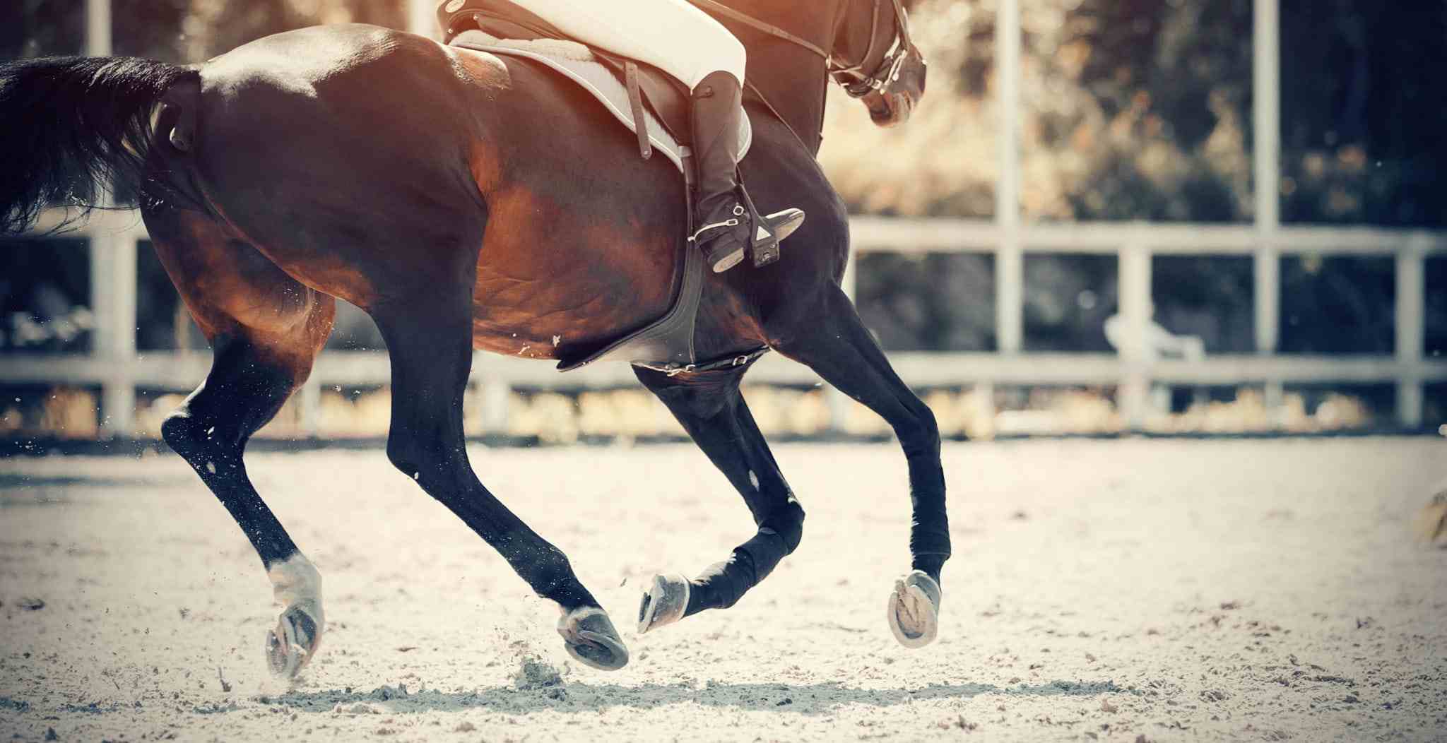 How to Prevent Injuries in Horses, EQU StreamZ blog article