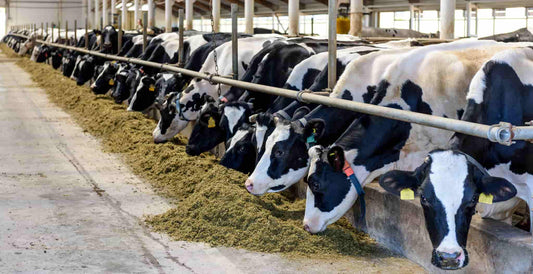 Lameness In Dairy Cows And The Impact It Has On Dairy Farmers