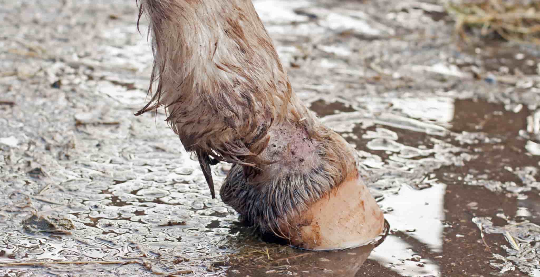 EQU Streamz blog main image of horse with mud fever