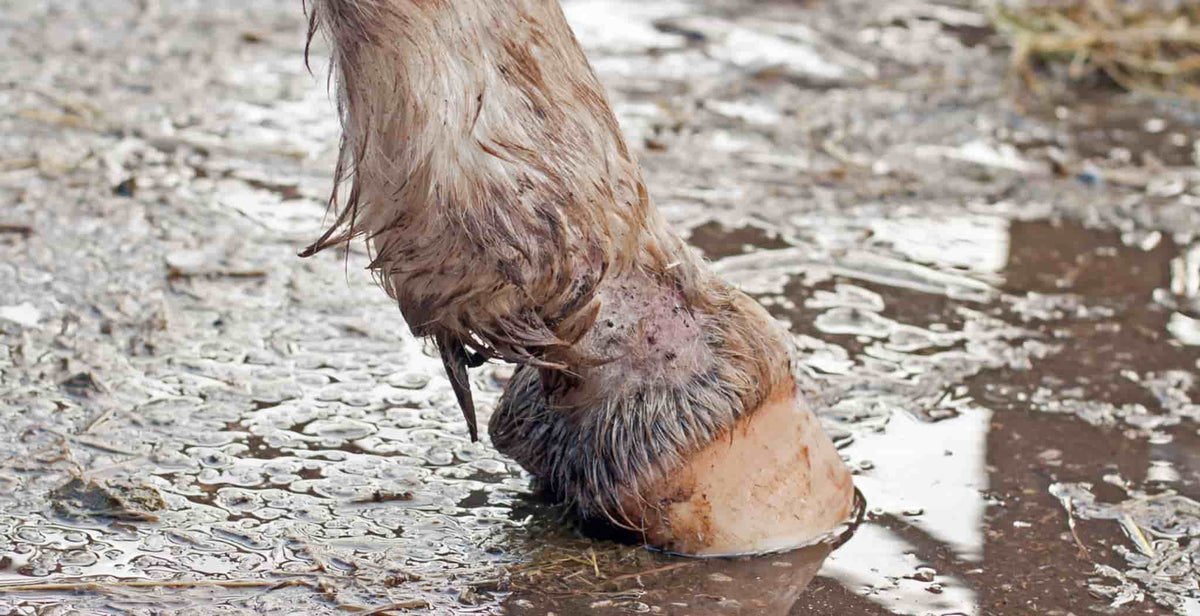 Mud Fever in Horses | Symptoms, Causes and Treatments - StreamZ Global