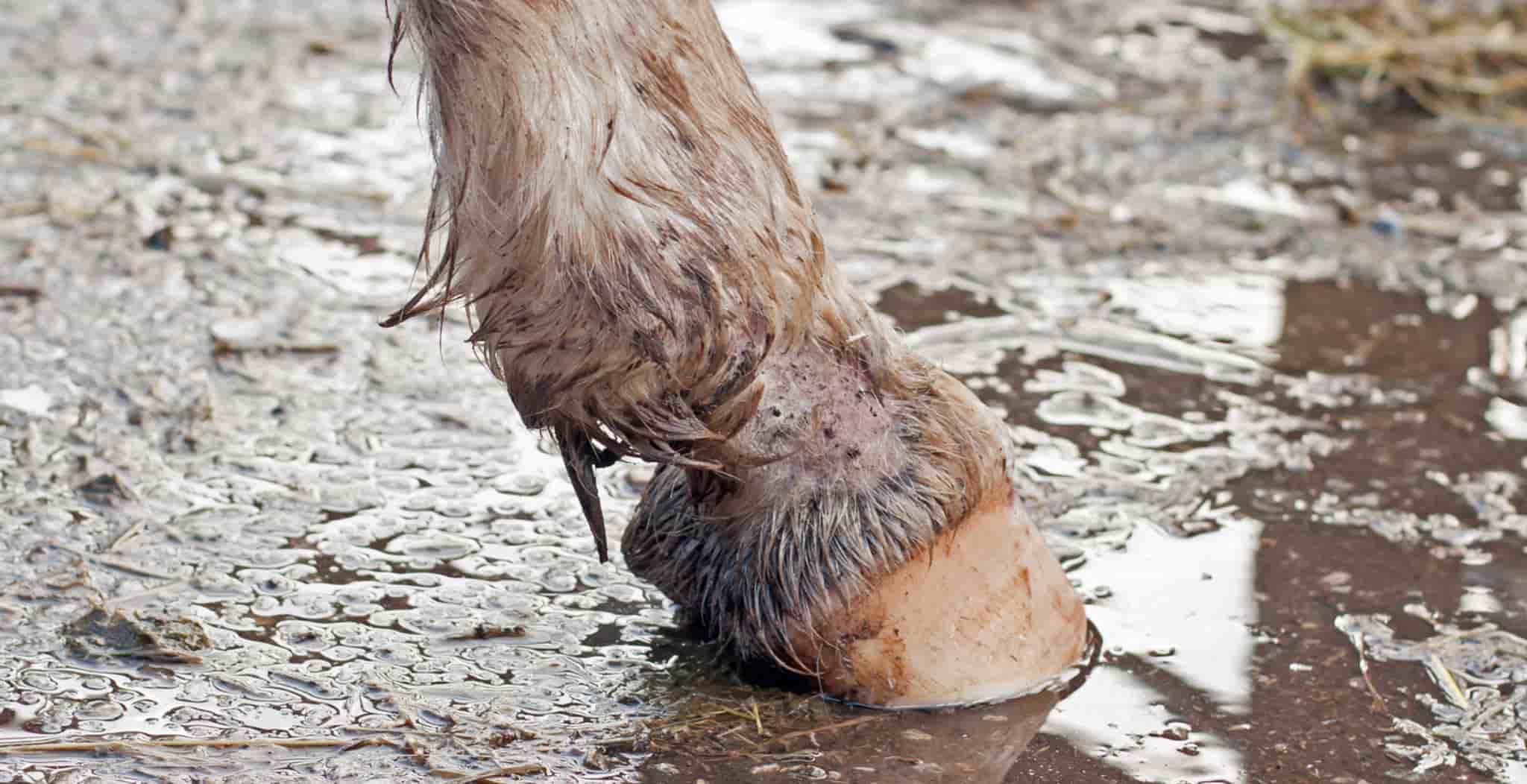 EQU Streamz blog main image of horse with mud fever. EQU Streamz help recovery after mud fever.