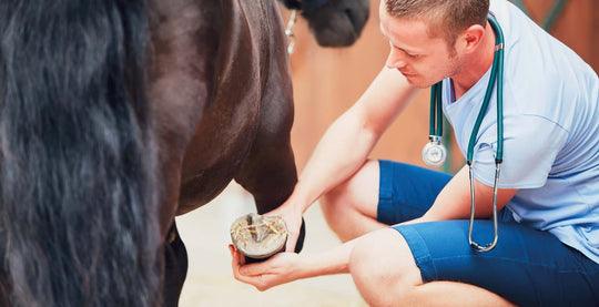 EQU Streamz advanced magnetic horse bands chiropractor or physiotherapist