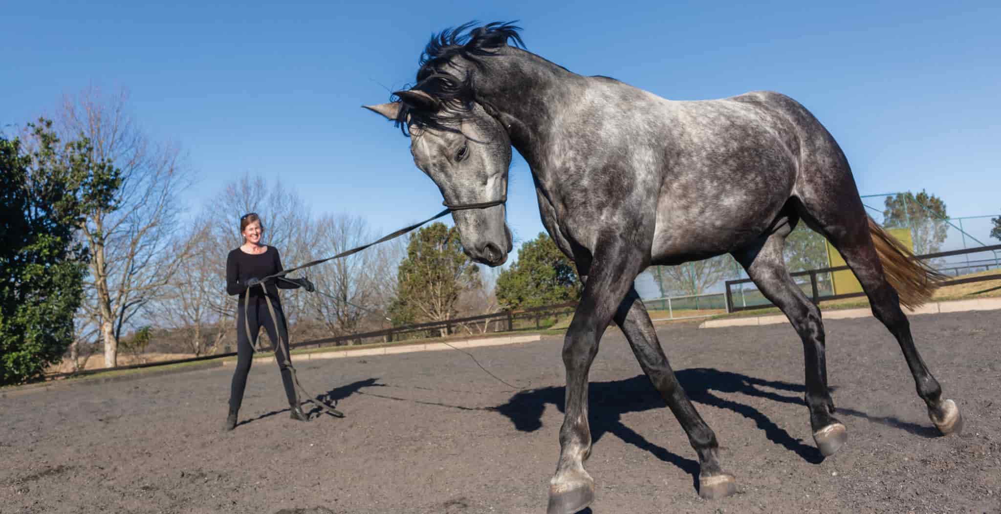 Why We Do Groundwork with Our Horses | Basic Steps and Preparation Tips