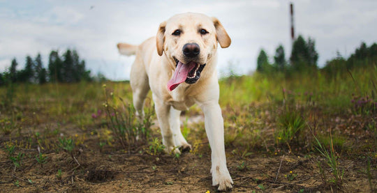DOG StreamZ Advanced Magnetic Dog Collars blog article on Labrador Retrievers & Commonly Found Health Issues With Labradors.
