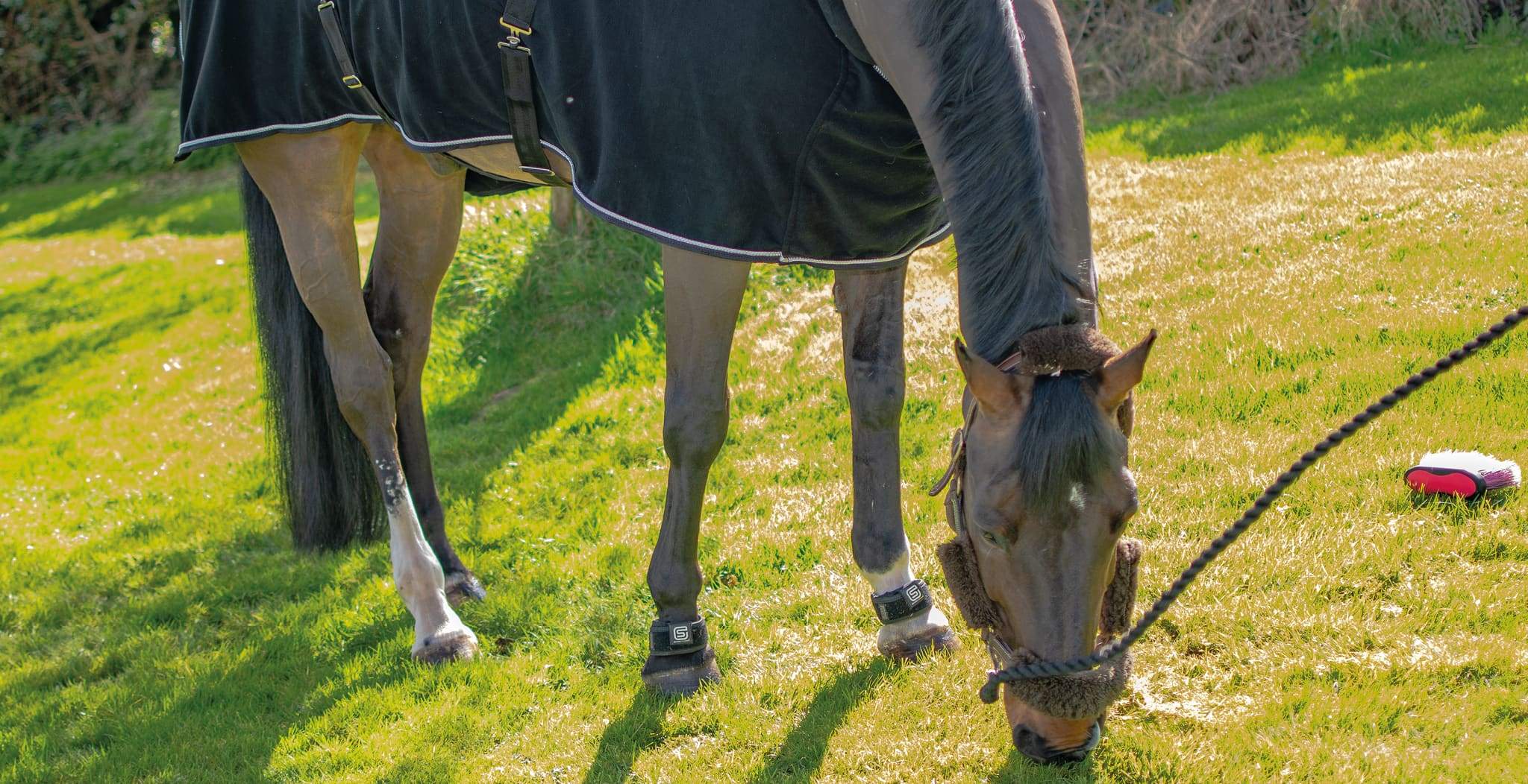 EQU Streamz advanced magnetic therapy blog on Carolyn Mellor and her Using EQU StreamZ on two Grand Prix dressage horses.