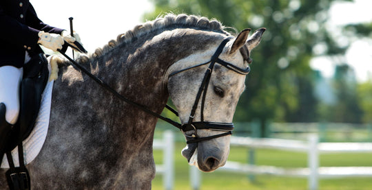 EQU StreamZ Advanced Magnetic Horse Bands Information Directory Blog on Dressage horses with common injuries and treatments.