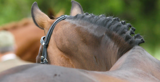 EQU Streamz advanced magnetic horse bands Information Directory on Kissing Spine in horses. Symptoms Causes and treatments.