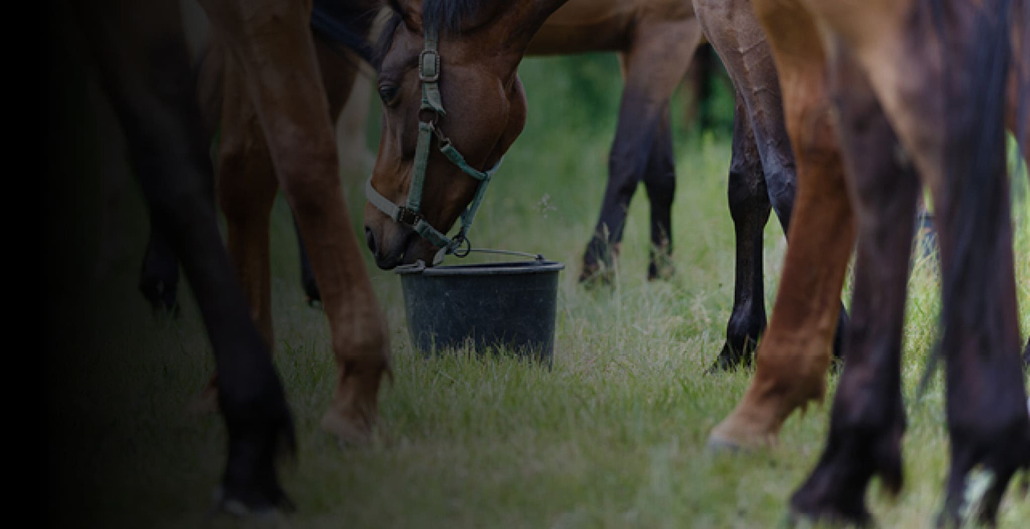 Horse wearing EQU StreamZ magnetic bands on the fetlock