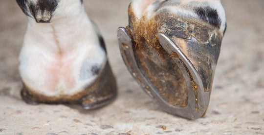 EQU StreamZ advanced magnetic horse bands blog on navicular disease symptoms causes and treatments in horses and ponies
