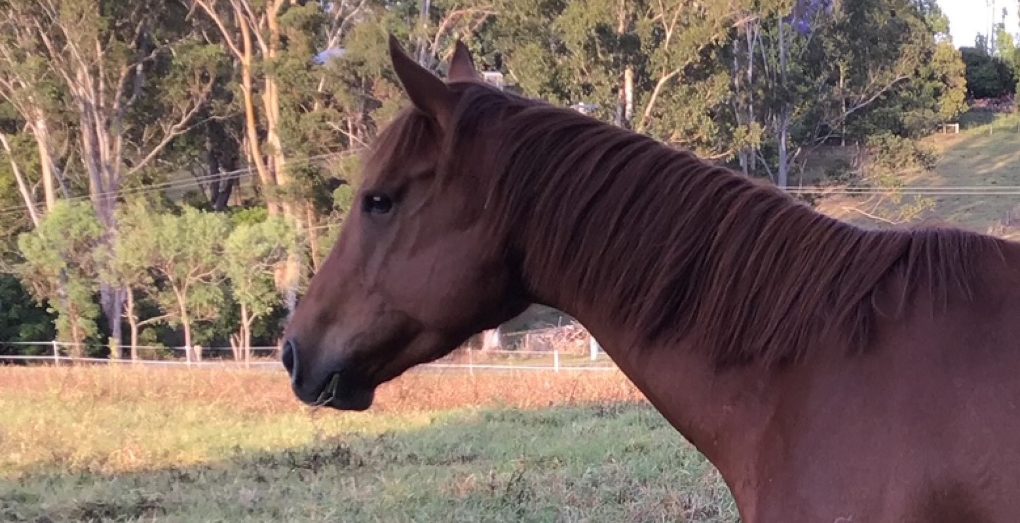 EQU Streamz horse blog. Feedback on Evas traumatic injury and recovering using EQU StreamZ magnetic horse bands.