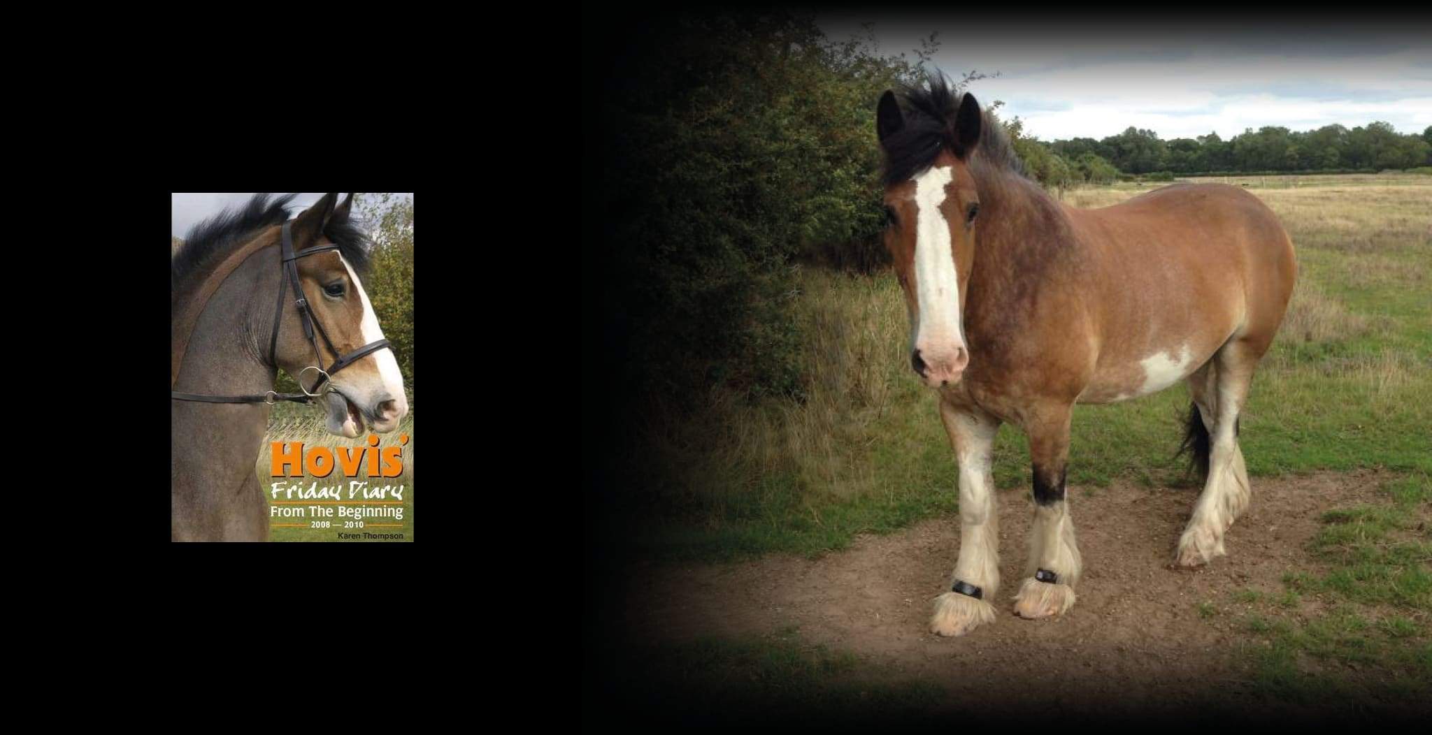 EQU Streamz Hovis the horse wearing EQU Streamz magnetic bands over his feathers endorsement article.