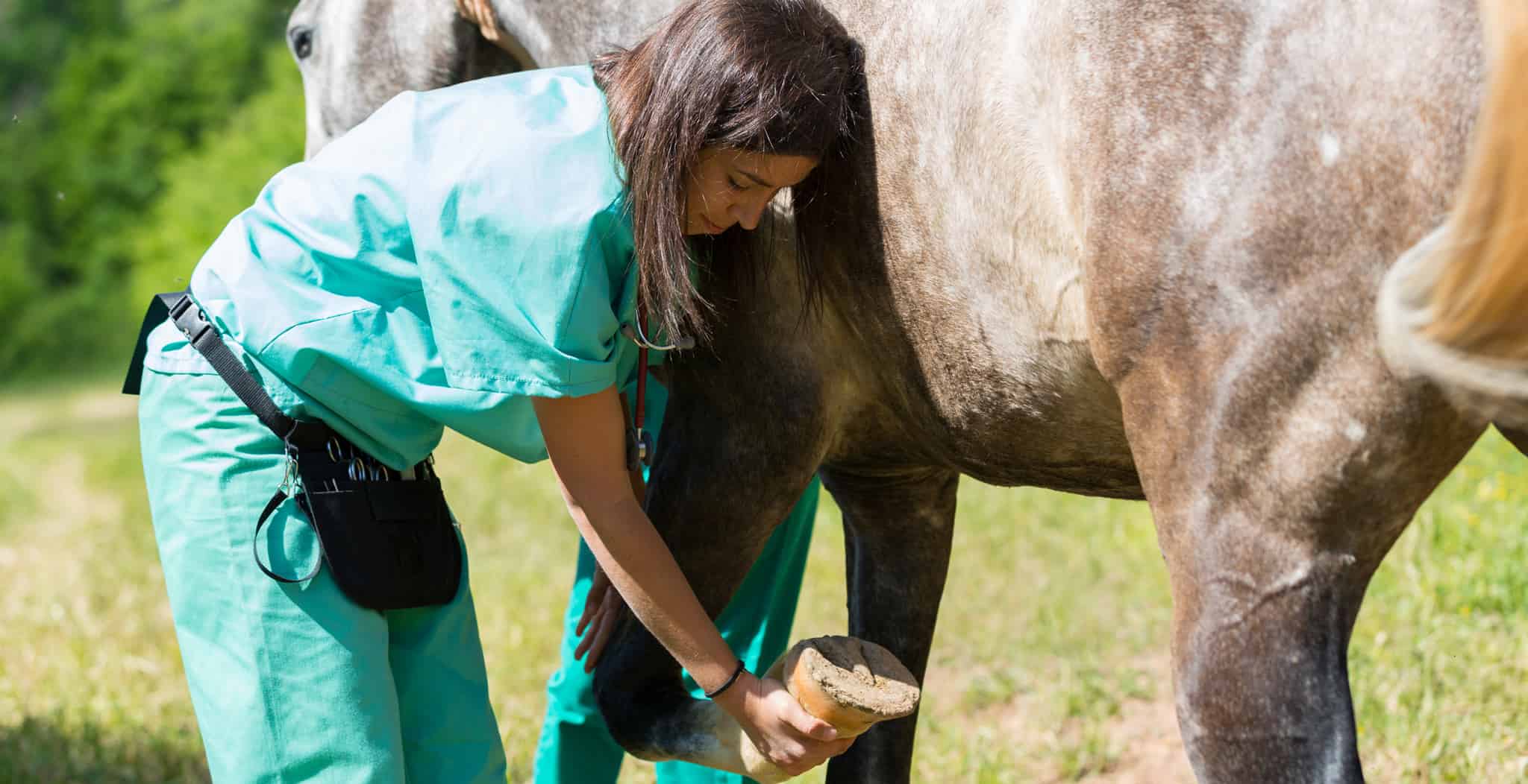 EQU Streamz best equine alternative therapies including advanced magnetic therapy for horses